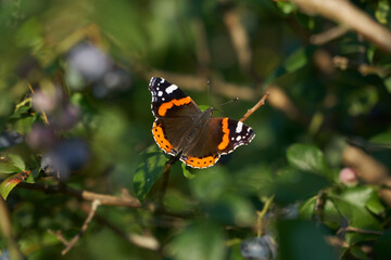 Fototapeta na wymiar Vanessa Atalanta or Red Admiral butterfly with spread wings sitting on a branch with green leaves