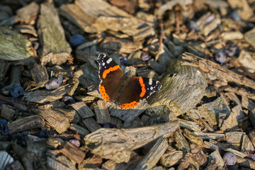 Vanessa Atalanta or Red Admiral butterfly with spread wings sitting on woodchips