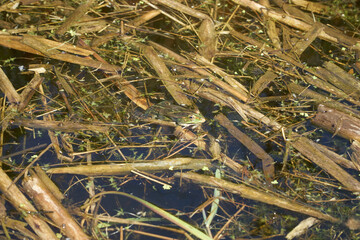 A half submerged green frog warming up in the sun in a ditch with remains of reed plants