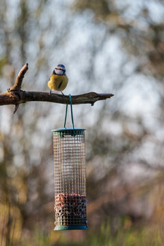 Blue tit looking at camera sitting on a tree branch with bird feeder