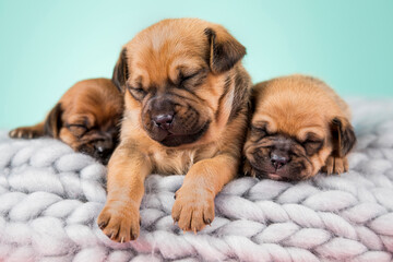 Obraz premium Dogs on a sleeps on a blanket