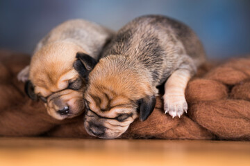 Little cute puppies are sleeping on a blanket