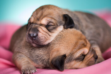 A beautiful little dog sleeps on a pink blanket