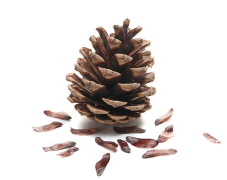 Pine cone and seeds isolated on white, side view  