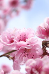 close up of pink flower