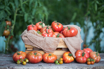 Red Tomatoes in a Greenhouse, organic food