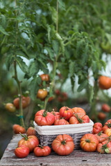 Vegetables, Tomatoes,  on desk in garden