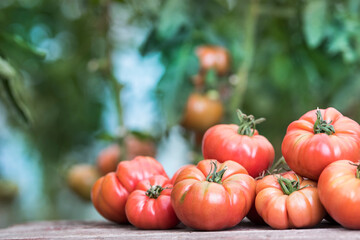 Vegetables, Tomatoes,  on desk in garden