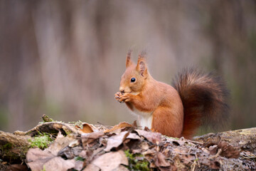 Naklejka na ściany i meble Beautiful red squirrel eats a nut.
