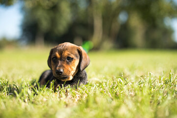 A small dog on the grass background