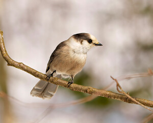 Gray Jay Photo and Image.