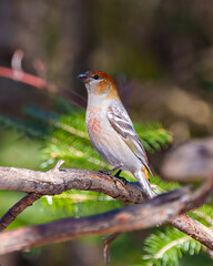 Pine Grosbeak Photo and Image. Grosbeak female perched on a branch with a blur forest background in its environment and habitat surrounding and displaying rust colour feather plumage. Grosbeak 