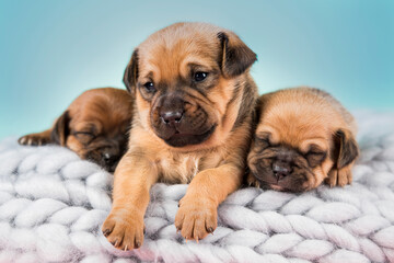 Pet, dog puppy, sleeps on a blanket