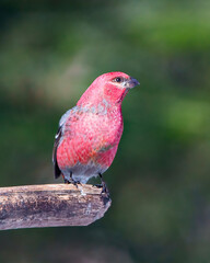 Pine Grosbeak Photo and Image.  Grosbeak male perched on a branch with a blur forest background in its environment and habitat surrounding and displaying red colour feather plumage.