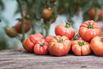 Red Tomatoes in a Greenhouse, organic food
