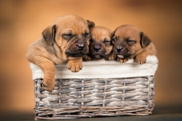 Little dogs in a wicker basket