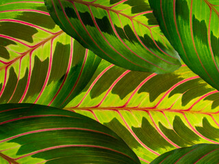 the detail of tropic plant leaves - maranta fascinator plant - obrazy, fototapety, plakaty