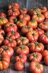Red Tomatoes in a Greenhouse, organic food