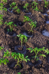 beds in the garden.Selective focus