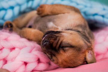 Little cute puppies are sleeping on a blanket