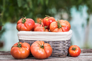 Tomatoes vegetable garden, organic products