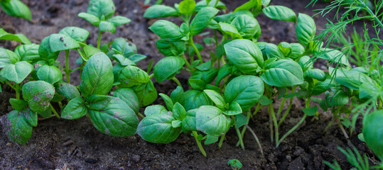 beds in the garden.Selective focus