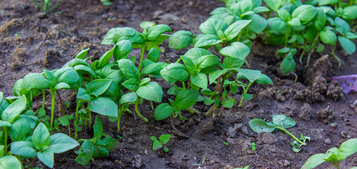 beds in the garden.Selective focus