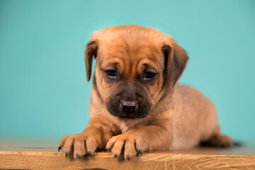 Cute puppy dog, animals concept