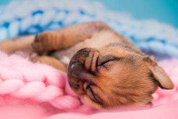 A beautiful little dog sleeps on a blanket