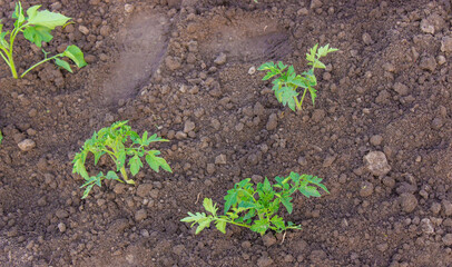 beds in the garden.Selective focus