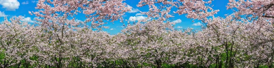 Colorful floral field panoramic outdoor landscape image by generative AI
