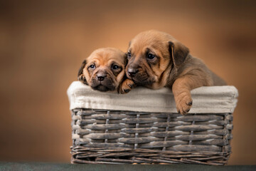 Small puppies in a wicker basket