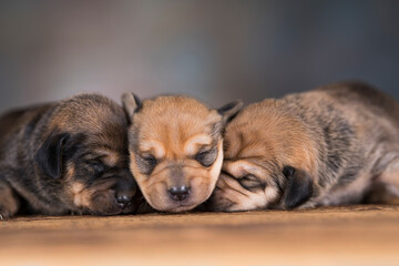 Pet, Little puppy dog, animals concept