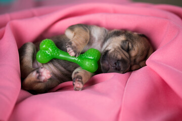 A little dog sleeps with a rubber bone on a pink blanket