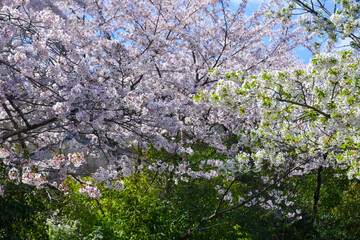 Cherry blossom (sakura) in Kyoto, Japan