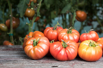 Vegetables, Tomatoes,  on desk in garden