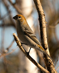 Pine Grosbeak Stock Photo. Pine Grosbeak close-up profile view, perched  with a blur background in its environment and habitat. Image. Picture. Portrait.