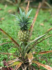Blooming flowers in the garden