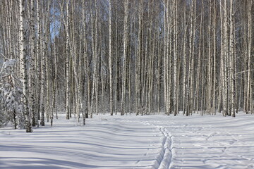 Forest and snow on a sunny spring day around the biathlon complex near Ryazan
