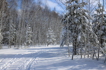 Forest and snow on a sunny spring day around the biathlon complex near Ryazan