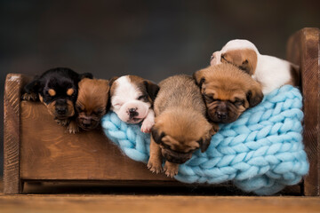 Dogs sleep on a small wooden bed