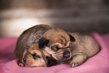 Beautiful little dogs sleeps on a pink blanket