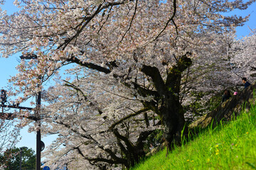 Cherry blossom (sakura) in Kyoto, Japan