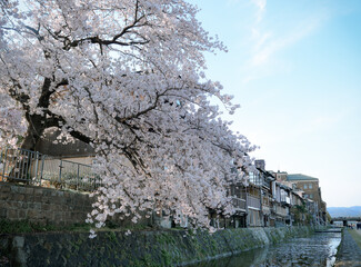 Cherry blossom (sakura) in Kyoto, Japan