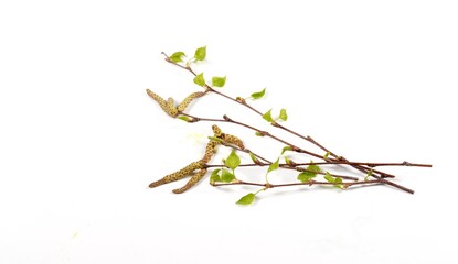 Birken Pollen