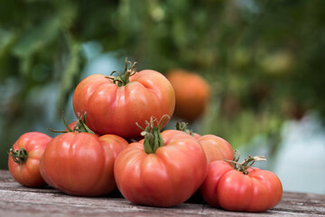 Red Tomatoes in a Greenhouse, organic food