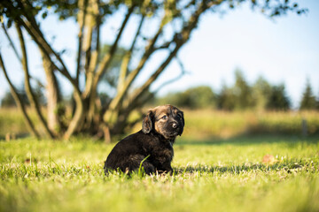 A small dog on the grass background