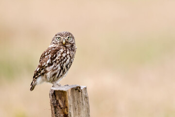 Steinkauz (Athene noctua)