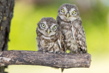 Steinkauz (Athene noctua)