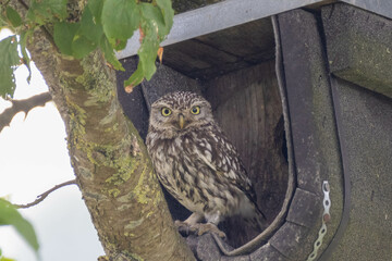 Steinkauz (Athene noctua)